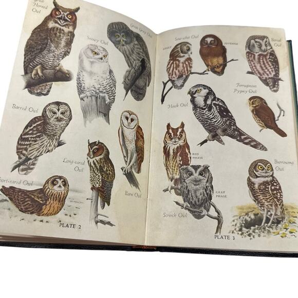 Audubon Bird Guide Eastern Land Birds by Richard H Pough1st Edition 1946 - Picture 9 of 10